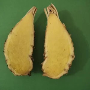 Fresh White Turmeric Rhizomes - Curcuma Amada - Edible & Plantable - Image 2