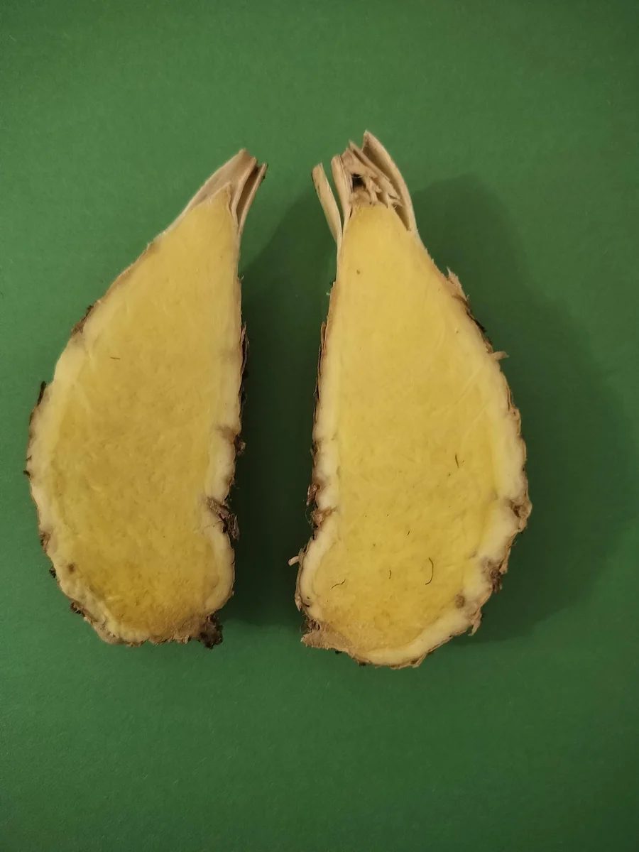 Fresh White Turmeric Rhizomes - Curcuma Amada - Edible & Plantable - Image 2
