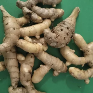 Fresh White Turmeric Rhizomes - Curcuma Amada - Edible & Plantable - Image 3