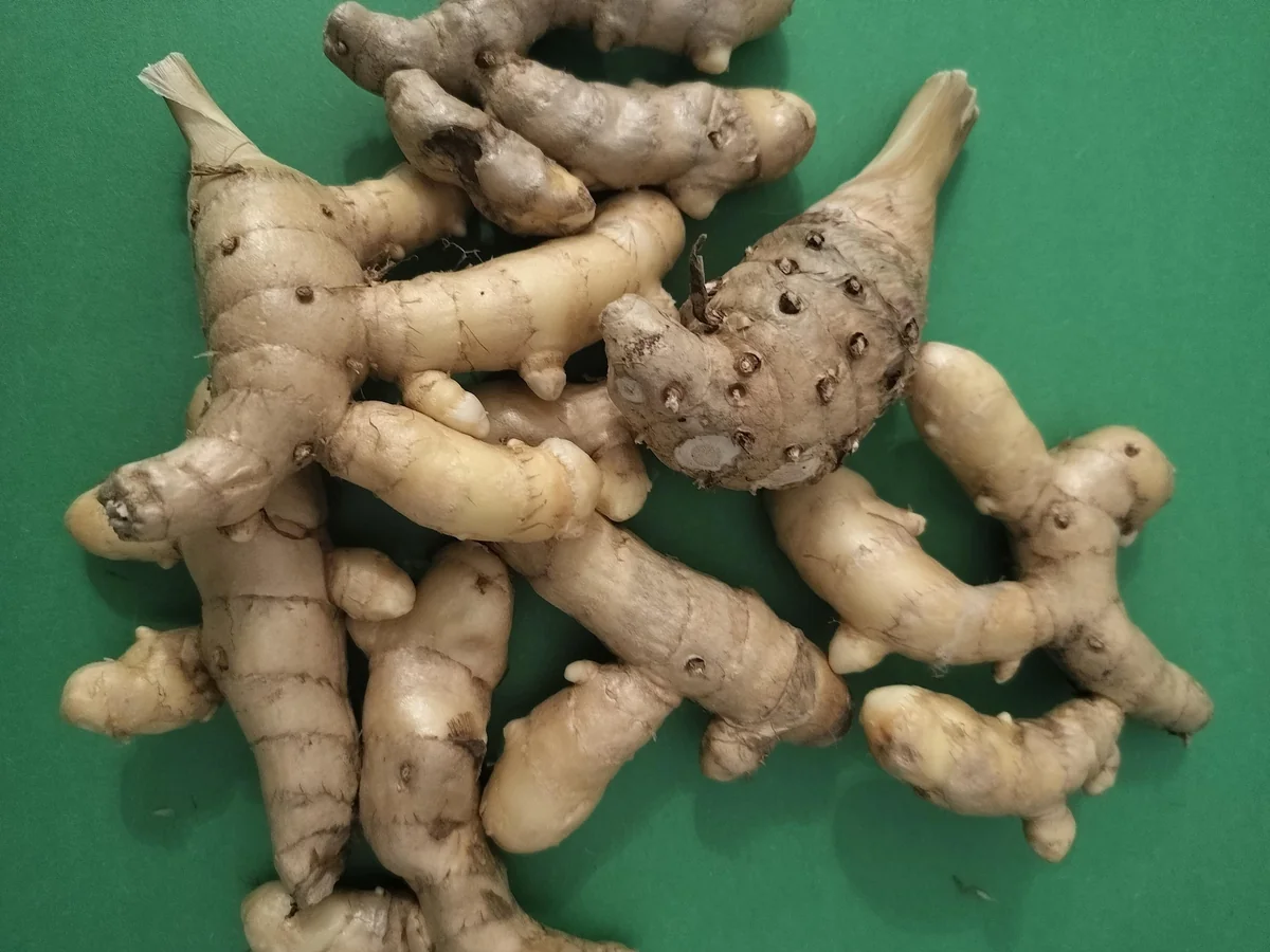 Fresh White Turmeric Rhizomes - Curcuma Amada - Edible & Plantable - Image 3