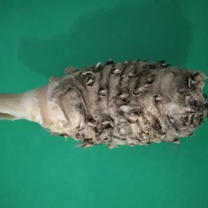 Fresh White Turmeric Rhizomes - Curcuma Amada - Edible & Plantable - Image 4