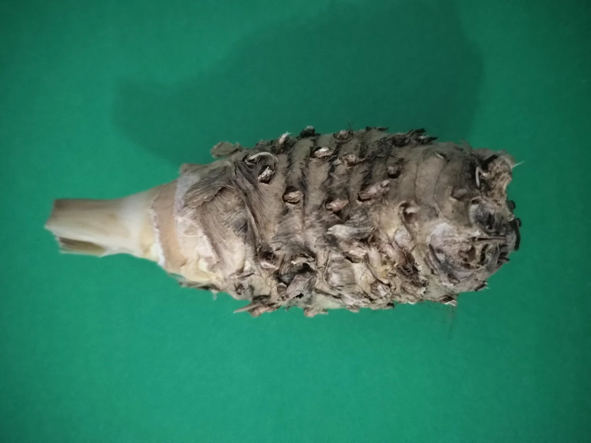 Fresh White Turmeric Rhizomes - Curcuma Amada - Edible & Plantable - Image 4