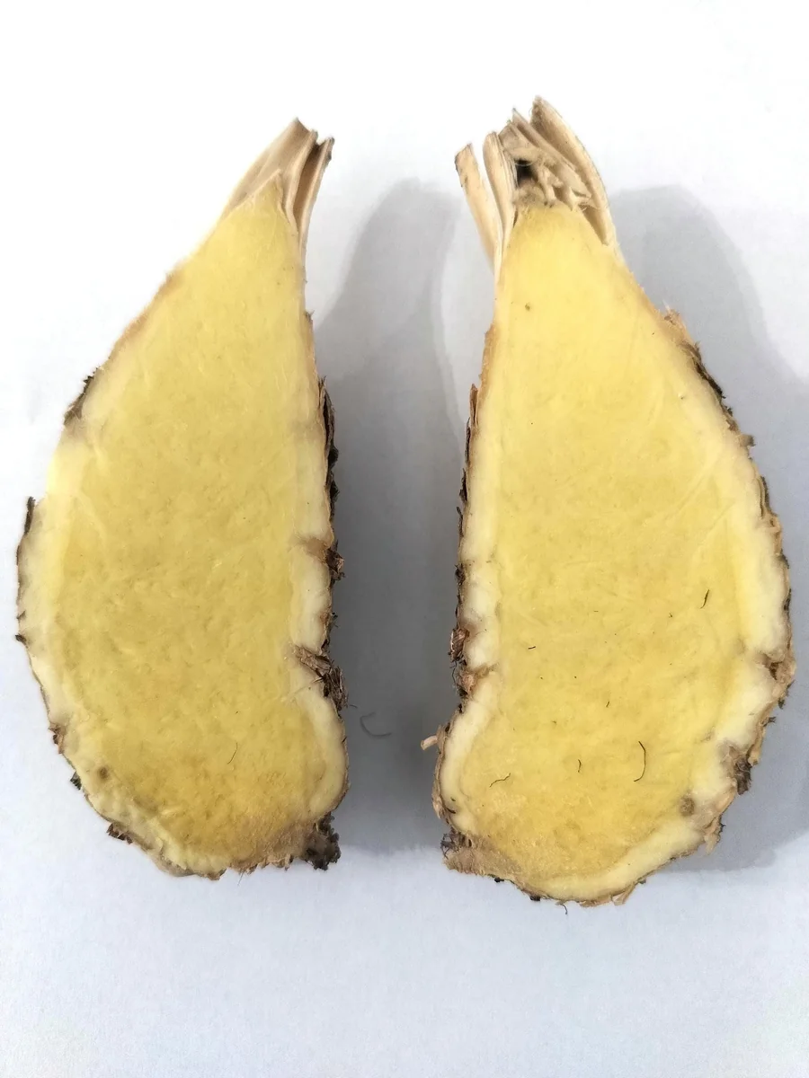 Fresh White Turmeric Rhizomes - Curcuma Amada - Edible & Plantable - Image 1