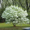 Fringetree Live Plant (Chionanthus virginicus) - 2 Bare-Root Plants - Image 1