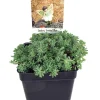 Frosted Blue Sedum Live Plant - 2.5" Pot - Outdoor Sun Succulent - Image 1