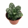 Frosted Jade Asian Violet Primulina pseudoyungfuensis Live Plant – 2.5" Pot – Houseplant - Image 1