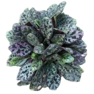Frosted Jade Asian Violet Primulina pseudoyungfuensis Live Plant – 2.5