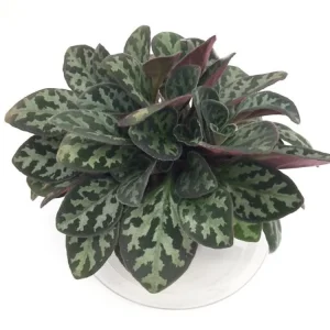 Frosted Jade Asian Violet Primulina pseudoyungfuensis Live Plant – 2.5