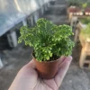 Frosty Fern Selaginella Live Plant – 2in or 4in Pot – Indoor Foliage Plant - Image 1