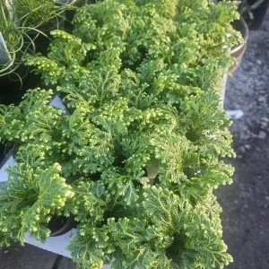 Frosty Fern Selaginella Live Plant – 2in or 4in Pot – Indoor Foliage Plant - Image 2