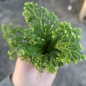 Frosty Fern Selaginella Live Plant – 2in or 4in Pot – Indoor Foliage Plant - Image 3
