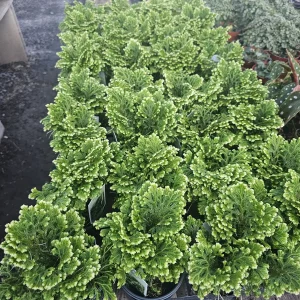 Frosty Fern Selaginella Live Plant – 2in or 4in Pot – Indoor Foliage Plant - Image 4