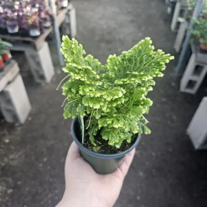 Frosty Fern Selaginella Live Plant – 2in or 4in Pot – Indoor Foliage Plant - Image 5