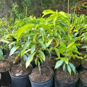 Fruit Punch Mango Tree Live Plant Grafted 2-4 Ft Tall - Image 2