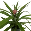 Fruiting Pineapple Plant Live - Ananas comosus - 5 inch Pot - Indoor/Outdoor - Image 1
