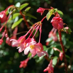 Fuchsia Flower Begonia Live Plant - 2.5 inch Pot - Redish Pink Flowers - Image 2