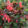Fuchsia Gartenmeister Live Plant - 2-4" Starter - Coral-Orange Flowers - Image 1