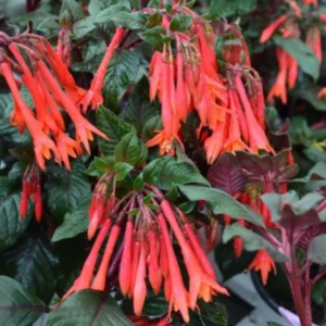 Fuchsia Gartenmeister Live Plant - 2-4
