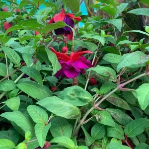 Fuchsia Giant Voodoo Live Plant – 6 inch Pot – Vibrant Blooms – Outdoor - Image 2