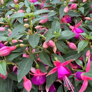 Fuchsia Jollies Nancy Live Plant – 4 inch Pot – Purple & Pink Flowers - Image 1