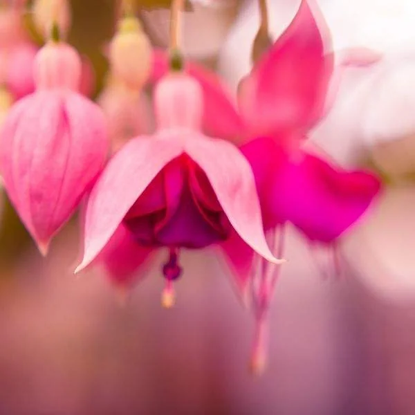Fuchsia Live Plant 'Carmine White' - Hummingbird Attractor, Starter Plug - Image 10