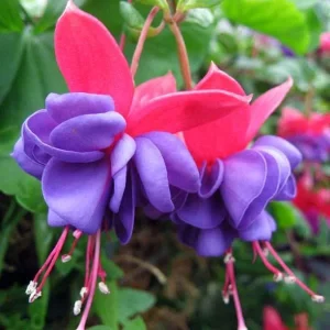 Fuchsia Live Plant 'Carmine White' - Hummingbird Attractor, Starter Plug - Image 1