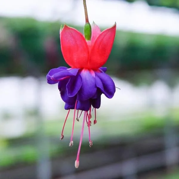 Fuchsia Live Plant 'Carmine White' - Hummingbird Attractor, Starter Plug - Image 4