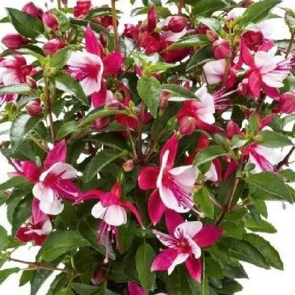 Fuchsia Live Plant 'Carmine White' - Hummingbird Attractor, Starter Plug - Image 6