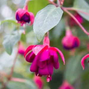 Fuchsia Live Plant 'Carmine White' - Hummingbird Attractor, Starter Plug - Image 7