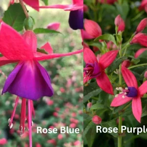 Fuchsia Live Plant 'Carmine White' - Hummingbird Attractor, Starter Plug - Image 9