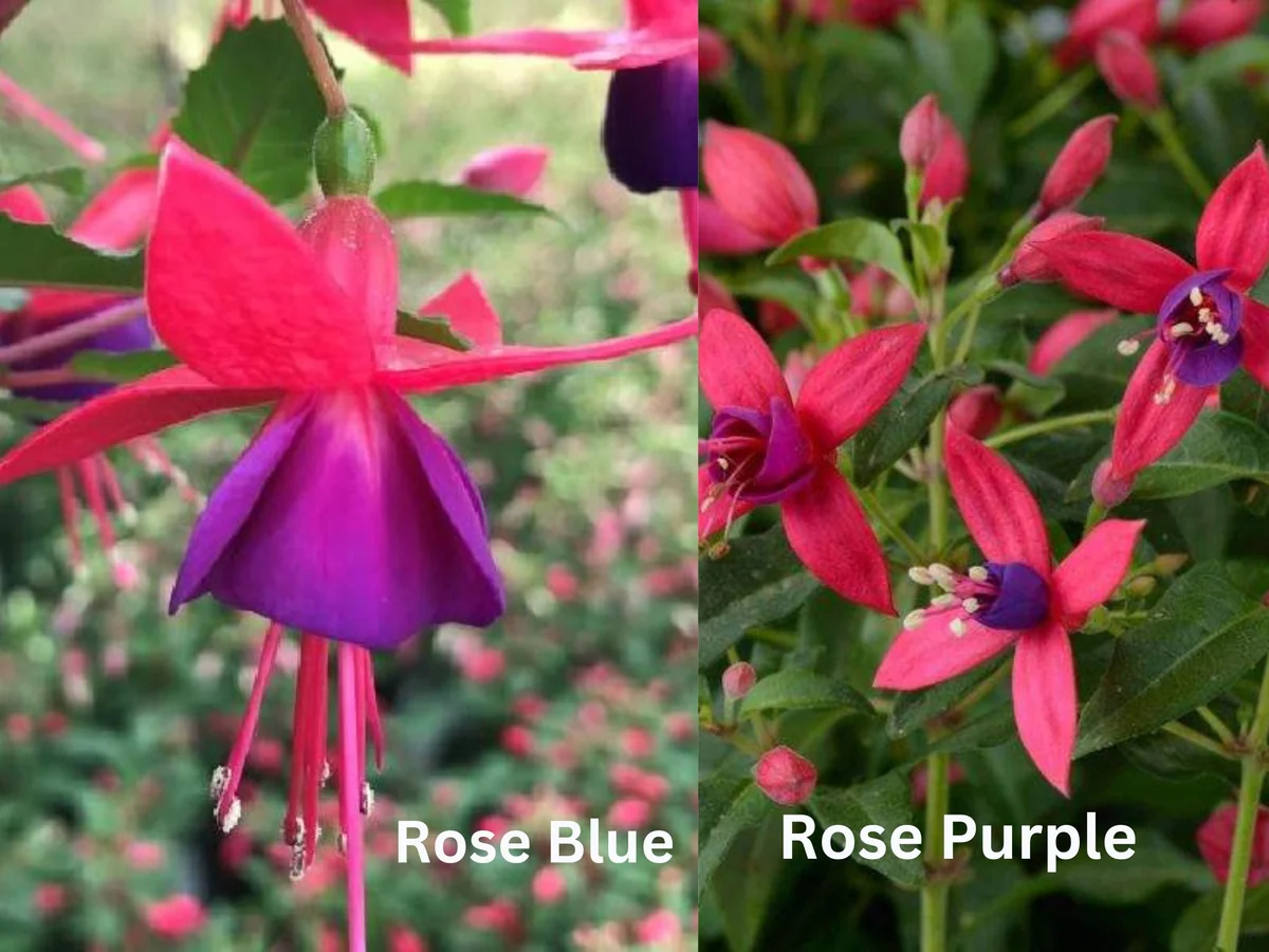 Fuchsia Live Plant 'Carmine White' - Hummingbird Attractor, Starter Plug - Image 9