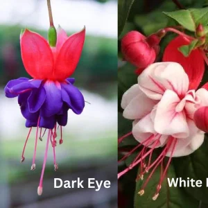 Fuchsia Live Plant – Hummingbird Attractor – Healthy Starter Plant – Outdoor - Image 10