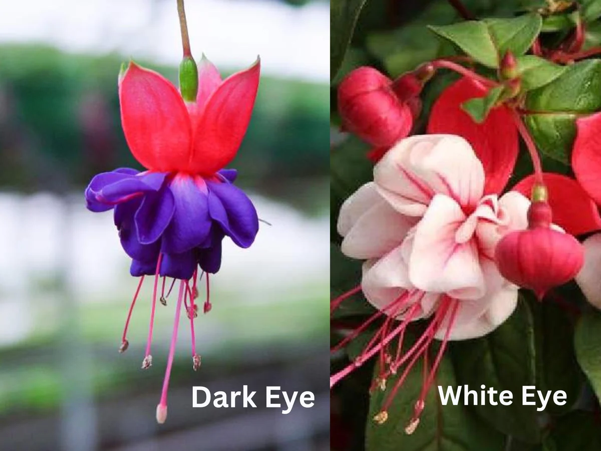 Fuchsia Live Plant – Hummingbird Attractor – Healthy Starter Plant – Outdoor - Image 10