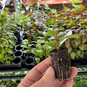 Fuchsia Live Plant – Hummingbird Attractor – Healthy Starter Plant – Outdoor - Image 2