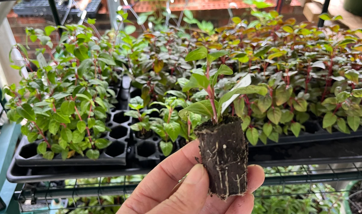 Fuchsia Live Plant – Hummingbird Attractor – Healthy Starter Plant – Outdoor - Image 2