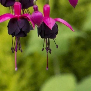 Fuchsia Live Plant – Hummingbird Attractor – Healthy Starter Plant – Outdoor - Image 7