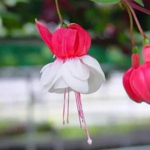 Fuchsia Live Plant – Hummingbird Attractor – Healthy Starter Plant – Outdoor - Image 8