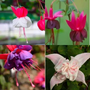 Fuchsia Live Plant, Well-Rooted Plug, Healthy Starter Plants for Hanging Baskets - Image 10