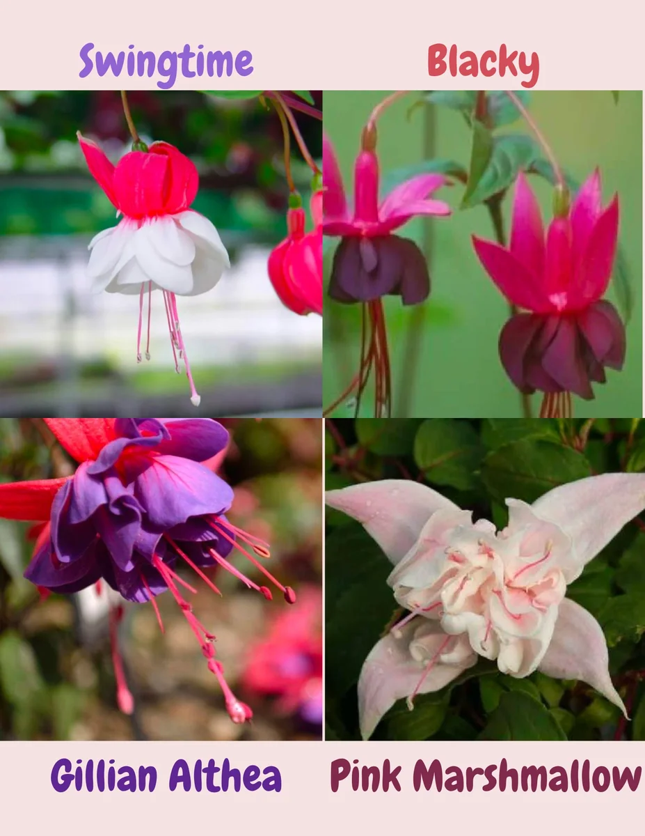 Fuchsia Live Plant, Well-Rooted Plug, Healthy Starter Plants for Hanging Baskets - Image 10