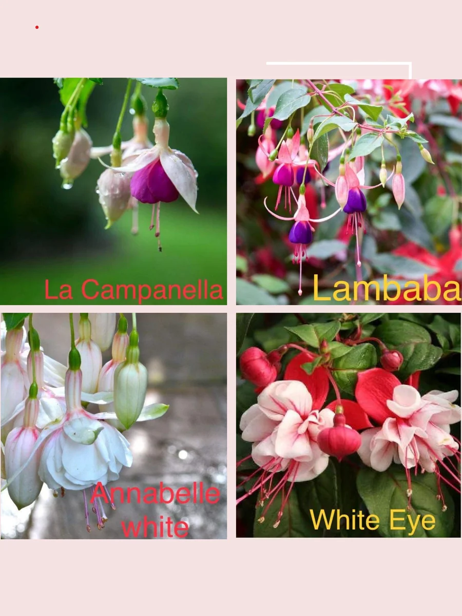 Fuchsia Live Plant, Well-Rooted Plug, Healthy Starter Plants for Hanging Baskets - Image 4
