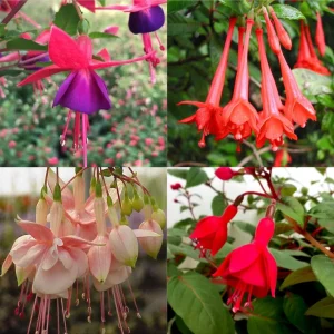 Fuchsia Live Plant, Well-Rooted Plug, Healthy Starter Plants for Hanging Baskets - Image 5