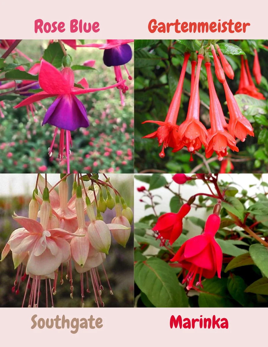 Fuchsia Live Plant, Well-Rooted Plug, Healthy Starter Plants for Hanging Baskets - Image 5