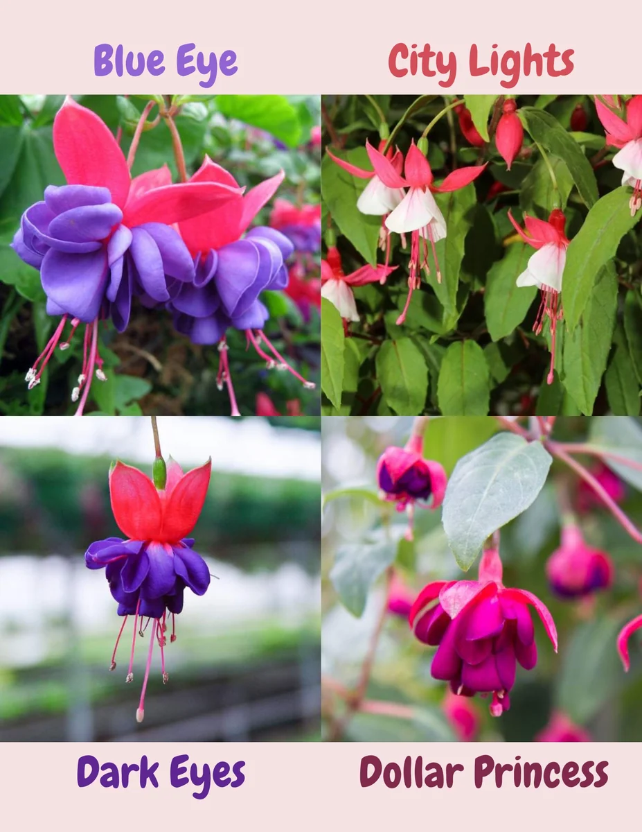 Fuchsia Live Plant, Well-Rooted Plug, Healthy Starter Plants for Hanging Baskets - Image 6
