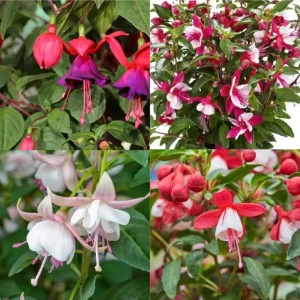 Fuchsia Live Plant, Well-Rooted Plug, Healthy Starter Plants for Hanging Baskets - Image 7