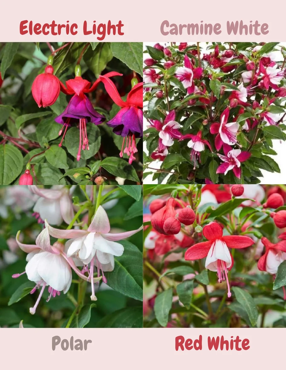 Fuchsia Live Plant, Well-Rooted Plug, Healthy Starter Plants for Hanging Baskets - Image 7