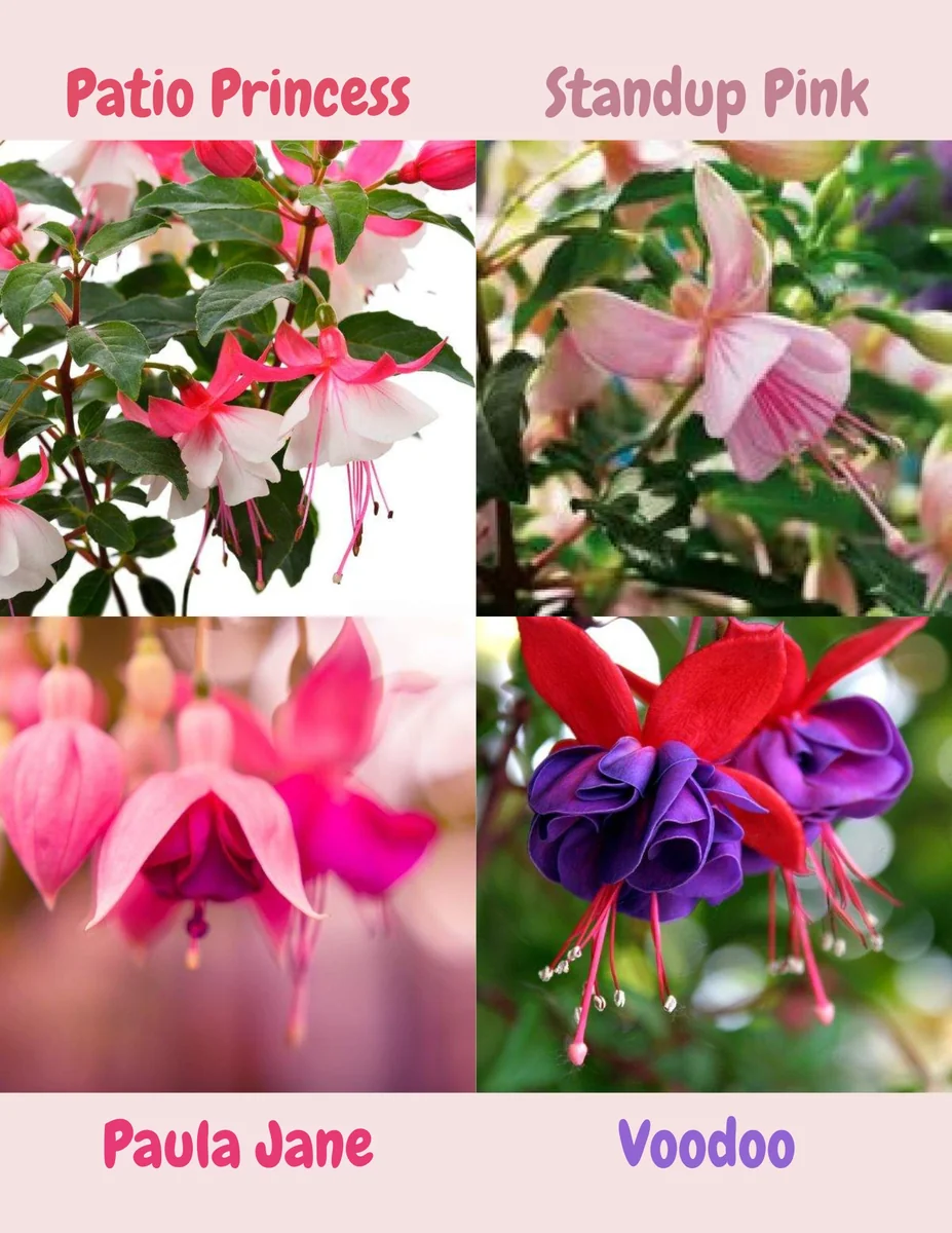 Fuchsia Live Plant, Well-Rooted Plug, Healthy Starter Plants for Hanging Baskets - Image 8