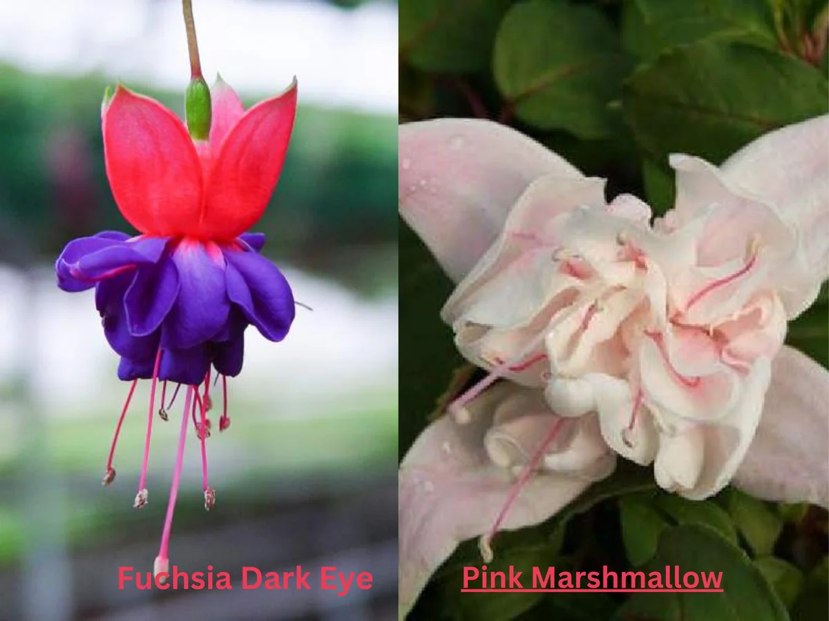 Fuchsia Live Plant, Well-Rooted Plug, Healthy Starter Plants for Hanging Baskets - Image 9