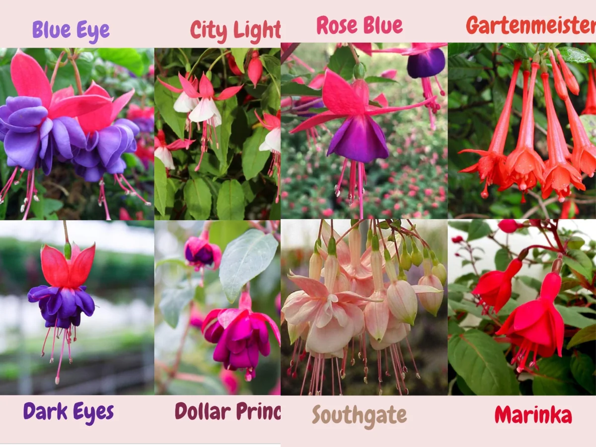 Fuchsia Live Plant, Well-Rooted Plug, Healthy Starter Plants for Hanging Baskets - Image 1