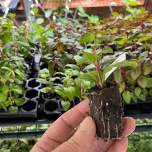 Fuchsia Live Plant - Well-Rooted Plug Starter Plant for Hanging Baskets - Image 2