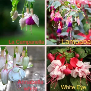 Fuchsia Live Plant - Well-Rooted Plug Starter Plant for Hanging Baskets - Image 4